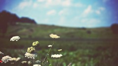 Valleys Flowers Parks Windows
