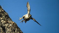 Vandrefalk letter high