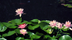 Vanitasws saved awesome