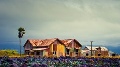 Vegetation New Zealand crops lettuce power lines farms
