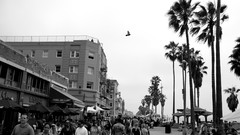 Venice Pigeons palm trees monochrome Beaches