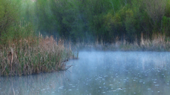 Verde misty pond dual