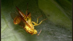 Vespa amarela desovando em