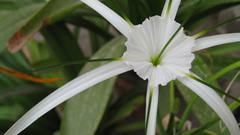 Video games nature Flowers