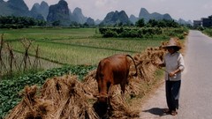 Viet Nam conical hats