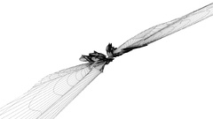 View abstract digital Art