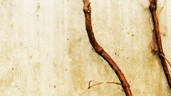 Vines alone palnts Plants