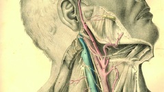 Vintage anatomy artwork