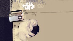 Vintage cats Radio