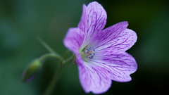 Violet by timbosteron high