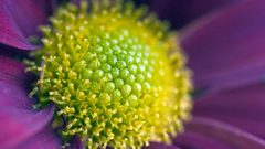Violet flower close-up