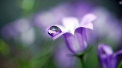 Violet macro Flowers