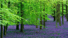 Violet meadow nature