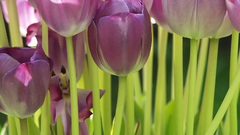 Violet tulips Flowers flower