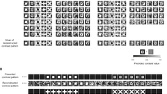 Visual stimulus reconstruction using
