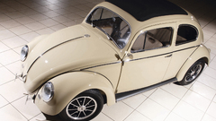 Volkswagen beetle insect