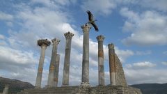 Volubilis stork Birds architecture