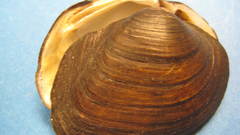 Wabash pigtoe mussel inout2