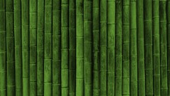 Wall bamboo