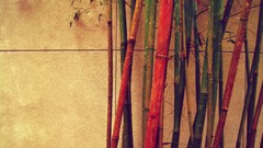 Wall bamboo divisions depth of field 50-50 composition