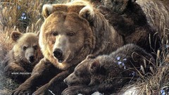 Wall Bears vista Resolution