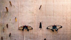 Wall Butterflies insects