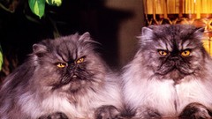 Wall cats Persian