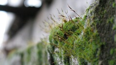 wall moss Plants