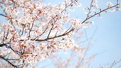 Wall Pictures hard bone papers real mode any