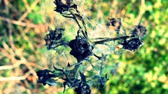 Wall Plants depth of field