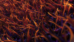 Wall Plants dual cilia