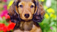 Wall Puppies Calendar