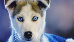 Wall Puppies Calendar husky