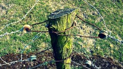 Wall rust barbed wire