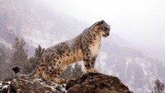 Wall snow leopards