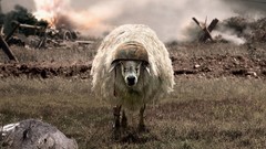 War sheep helmets battlesheep