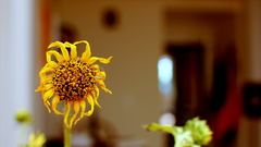 Was trollin flickr found