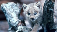 Washington lynx forests