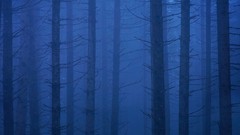 Washington mount Blue Velvet