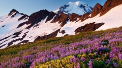 Washington mount lupine wilderness baker