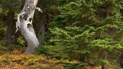 Washington mount national park