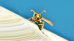 Wasp
