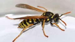 Wasp hymenopthera