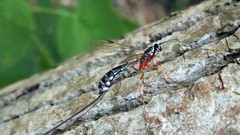 Wasp hymenopthera