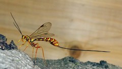 Wasp hymenopthera