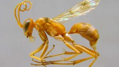 Wasp insect