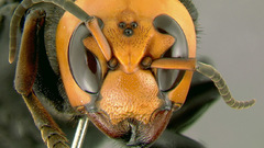 Wasp insect