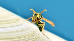 Wasp insects