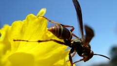 wasps Flowers insect macro Animals