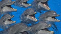 Water animal Dolphins smiling